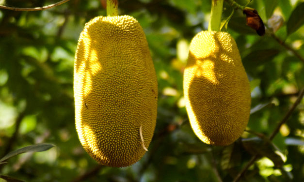 Jackfruit-Filets als Convenience-Produkt